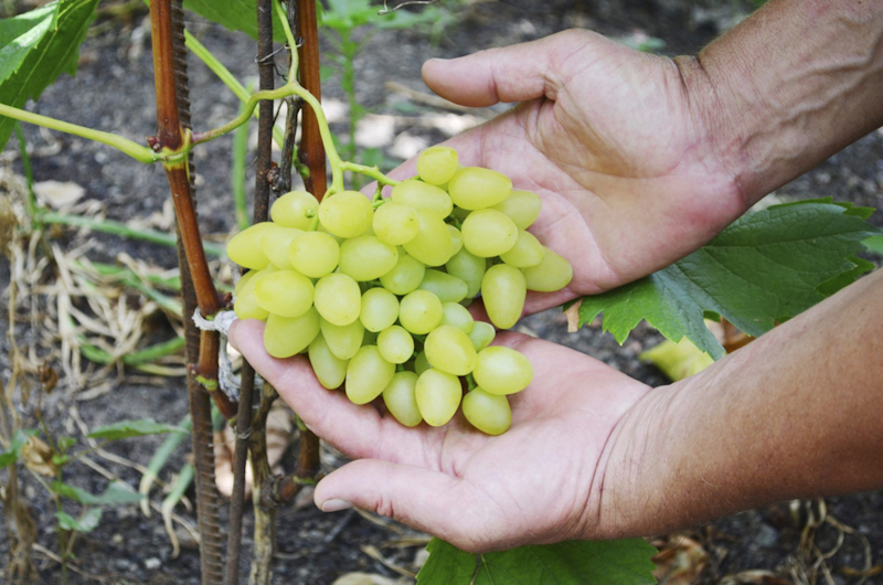 How to grow grapevines