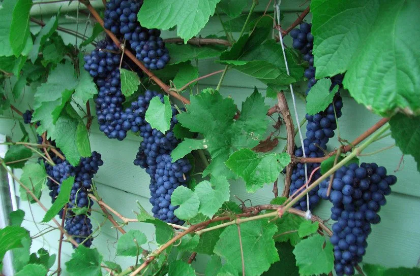Expert advice on maximizing grapevine growth and productivity