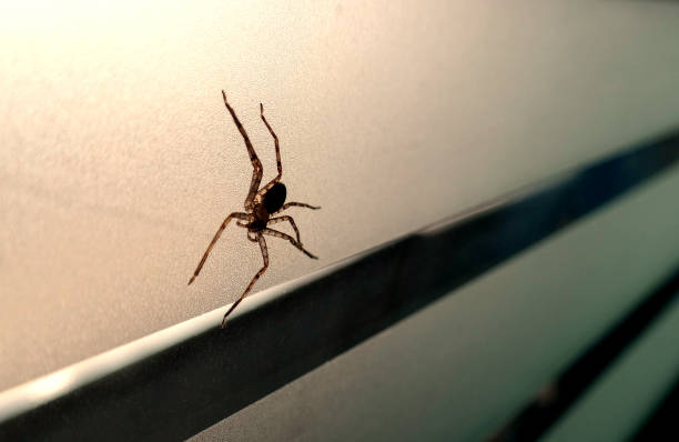 A spider crawls on a surface, illustrating the need for effective repellents to keep them out of homes.